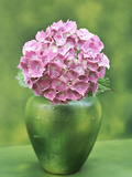 Hydrangea Macrophylla, Single Flower Arrangement in a Green Vase Photographic Print by Ron Evans