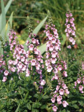 Diascia Rigescens Fotografisk tryk af Brian Carter Diascia Rigescens Fotografisk tryk af Brian Carter