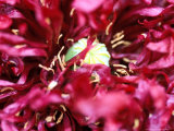Papaver Somniferum, Close-up of Double Flower Head Fotografisk trykk av Lynn Keddie Papaver Somniferum, Close-up of Double Flower Head Fotografisk trykk av Lynn Keddie