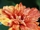 Nasturtium 