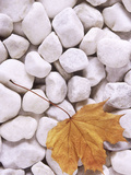 Close-up of Maple Leaf Lying on White Pebbles Fotografie-Druck von James Guilliam