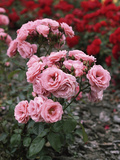 Rosa "Tanope" (Floribunda Patio Rose) Photographic Print by Brian Carter
