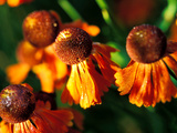Helenium "Moerheim Beauty," Close-up of Flower Heads in the Sunlight Fotografie-Druck von Lynn Keddie