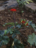 Jatropha Podagrica Red Flower Nairobi, Kenya, January Photographie par Christopher Fairweather