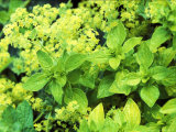 Origanum Vulgare Origanum Vulgare