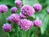 Chives, Allium Schoenoprasum Photographic Print by Anne Green-armytage