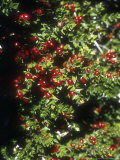 Ruscus Aculeatus (Butcher's Broom) in Berry Photographic Print by Brian Carter