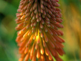 Kniphofia Uvaria "Nobilis," Close-up of Flower Head Fotografie-Druck von Lynn Keddie