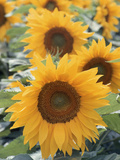 Helianthus, Sunflowers in Field Lámina fotográfica por Christopher Gallager Helianthus, Sunflowers in Field Lámina fotográfica por Christopher Gallager