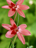 Anomatheca Laxa, Close-up of Salmon Pink Flowers Photographie par Chris Burrows