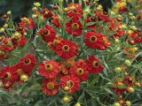 Helenium Autumnale Helenium Autumnale