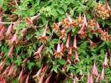 Tropaeolum Pentaphyllum Photographie par Christopher Fairweather