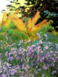 Asters (Purple) Growing in a Clump, October Photographie par Lynn Keddie