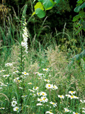 White Foxglove, Ox-Eye Daisy and Grasses Photographie par Lynn Keddie