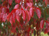 Prunus Serrulata Hupehensis Fotografisk tryk af Brian Carter Prunus Serrulata Hupehensis Fotografisk tryk af Brian Carter
