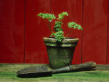 Parsley Planted in Aged Terracotta Pot Photographie par Andre Jordan