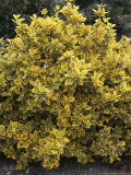 Euonymus Fortunei Emerald 'N' Gold, March Beaulieu Lámina fotográfica por Christopher Fairweather Euonymus Fortunei Emerald 'N' Gold, March Beaulieu Lámina fotográfica por Christopher Fairweather