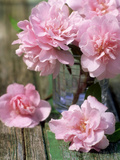 Flower Arrangement of Pale Pink Camellia Flowers in Glass Vase on Rustic Table Fotografisk trykk av James Guilliam Flower Arrangement of Pale Pink Camellia Flowers in Glass Vase on Rustic Table Fotografisk trykk av James Guilliam