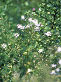 Aster Cordifolius "Silver Spray," Portrait of Flowers and Foliage Photographie par Lynn Keddie