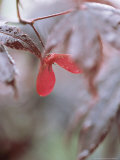 Acer Palmatum Photographie par Ron Evans