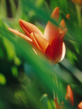 Tulipa Fosteriana, Red Flower Photographie par Bjorn Forsberg