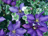 Summer Partners, Clematis "Lasustern" & Glechoma Hederacea "Variegata" Photographie par Christopher Fairweather