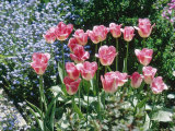 Tulipa "Page Polka" (Triumph) Photographie par Brian Carter