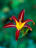 Hemerocallis Hemerocallis
