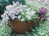 Three Thymes Growing in Pot Lámina fotográfica por Lynn Keddie Three Thymes Growing in Pot Lámina fotográfica por Lynn Keddie