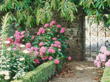 Pathway and Gate Low Clipped Box, Hydrangea Fotoprint van Jacqui Hurst Pathway and Gate Low Clipped Box, Hydrangea Fotoprint van Jacqui Hurst