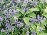 Summer Partners Eryngium X Tripartitum & Sage (Variegated) Lámina fotográfica por Christopher Fairweather Summer Partners Eryngium X Tripartitum & Sage (Variegated) Lámina fotográfica por Christopher Fairweather