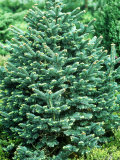 Abies Lasiocarpa Photographic Print by Ron Evans