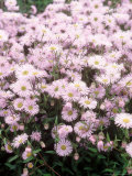 Erigeron "Quakeress," Flowering in, Norfolk Photographic Print by Brian Carter