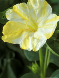 Mirabilis Jalapa, Broken Colours (Marvel of Peru) Fotografisk trykk av Chris Burrows Mirabilis Jalapa, Broken Colours (Marvel of Peru) Fotografisk trykk av Chris Burrows