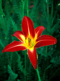 Hemerocallis "Point of View," Close-up of Red Flower Head Photographie par Lynn Keddie
