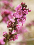 Daphne Mezereum, Close-up of Flowers February Fotografie-Druck von Lynn Keddie