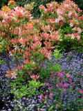 Salmon Pink Rhododendron (Azalea), Blue Myosotis (Forget Me Not) and Silene (Red Campion) Photographic Print by Ron Evans