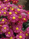 Chrysanthemum Chrysanthemum