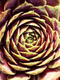Sempervivum Cistaceum 