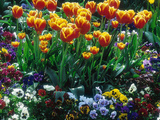 Tulipa Tulipa