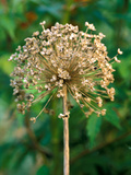 Allium Hollandicum, Close-up of Seed Head, September Photographie par Lynn Keddie