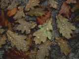 Autumn Leaves, Oak and Beech October Photographie par Kathy Collins