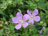 Geranium "Blue Cloud" in Flower Cumbria Photographie par David England