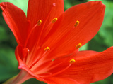 Cyrtanthus Elatus, Close-up of Red Flower Head Photographie par Chris Burrows