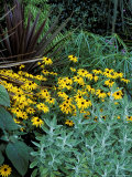 Rudbeckia Fulgida "Deamii," Phormium Purpureum and Senecio Growing Together Photographie par Lynn Keddie