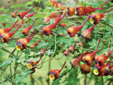Tropaeolum Tricolor, March Photographie par Christopher Fairweather