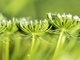 Ammi Visnaga, Close-up of Yellow Flower Heads, September Photographic Print by Lynn Keddie