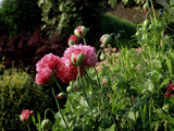 Papaver Somniferum (Opium Poppy) View of Pink Flowers and Opening Green Buds Fotografisk trykk av Ron Evans Papaver Somniferum (Opium Poppy) View of Pink Flowers and Opening Green Buds Fotografisk trykk av Ron Evans