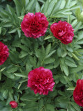 Paeonia Officinalis "Rubra Flore Plena" Photographic Print by Brian Carter