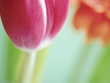 Tulipa "T Marjoletti" Photographie par Andre Jordan